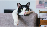 The Huge Cat Army