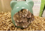*~_Gerbils United_~*