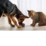 CatConsumeDog