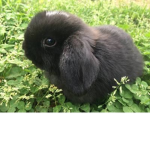 Bunno Army