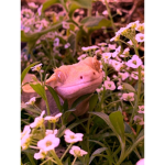 We are da epic geckoz