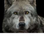 Dog family fox dog wolves