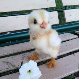POLLITO PIO