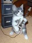 Cat Rockers
