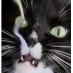CrAZy CAtS :3