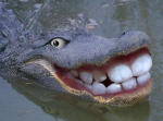 Crocodiles from the hood