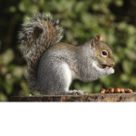 The Squirrel Army