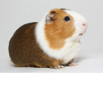 #the guinea pig squad