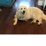 Snow who is the best