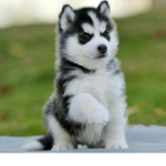 The Husky Army Group