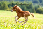Horse Rescue Department