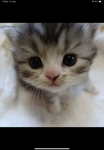 Cute pictures and chill