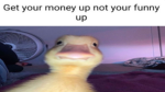 The epic duck hangout