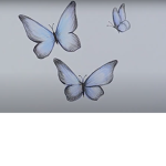 The best Blue Butterflies in the worl