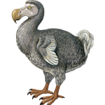 Dodo game idea and hangout group