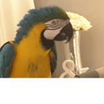 #TEAM PARROT!