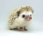 Hedgehog Republic