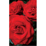 #RoseySquad!