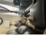 Doggy needs help