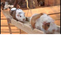 Guinea Pig Bridge
