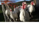 The Island Life Turkey Gang