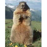 GRUPITO GORDO