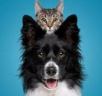 Cats and dogs GAMESSSSSSSSSS