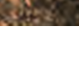 Zombie game [WIP]