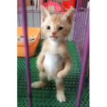 Mia_Cats