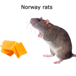norway rats