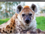 The soviet hyenas