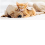 Cute pets and nice friends
