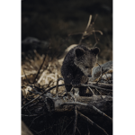 thebearsgroup