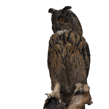 Realistic owl (PBR)