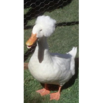 Ducks & cake
