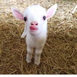 GoAt O_O