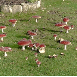 🍄