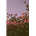 ~Lylahs land~