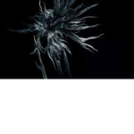 The kings Dark