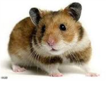 Hamster Lovers!!!!!!!
