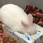 rabbits forever :D
