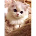 Nice Cat's Group