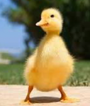 Freedom Ducks