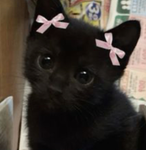 soul kitty