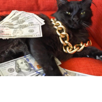 Rebel cats