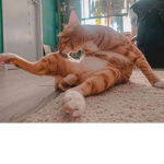 Cat reinforcements