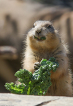 Prairie dog pals