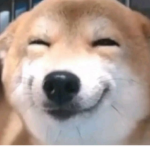 DogeZilla Clothing /YT fan Group