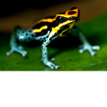 frogs meme