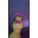 The ducx squad